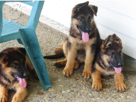 GERMAN SHEPHERD